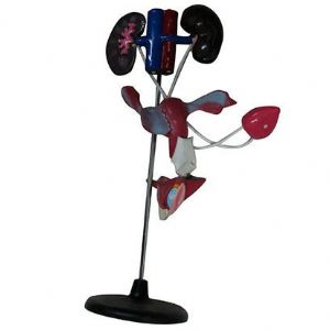 女性泌尿生殖系統模型