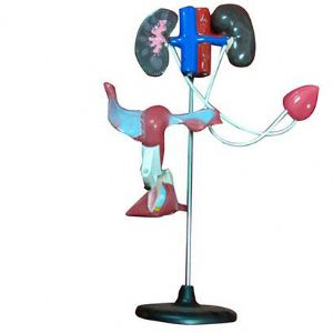 男性泌尿生殖系統演示器